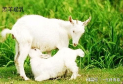 小羊吃瓜最新事件爆料,揭秘背后惊人真相